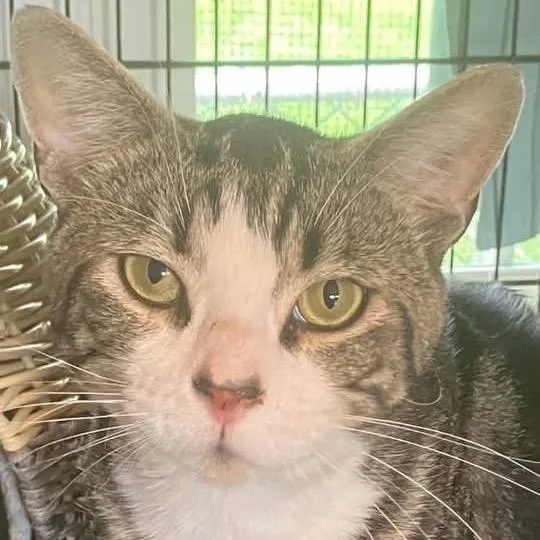 An adult medium-sized male Gray / Blue / Silver Domestic Short Hair cat named Liberace for adoption in Quakertown, PA