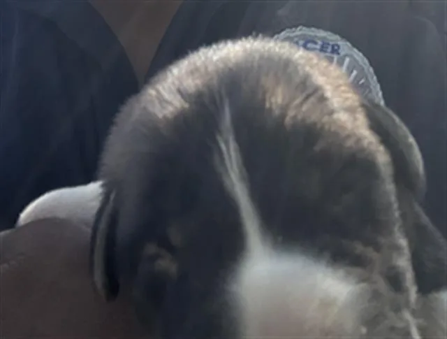 A baby large-sized female Mixed Breed dog named Flora for adoption in Dallas, TX