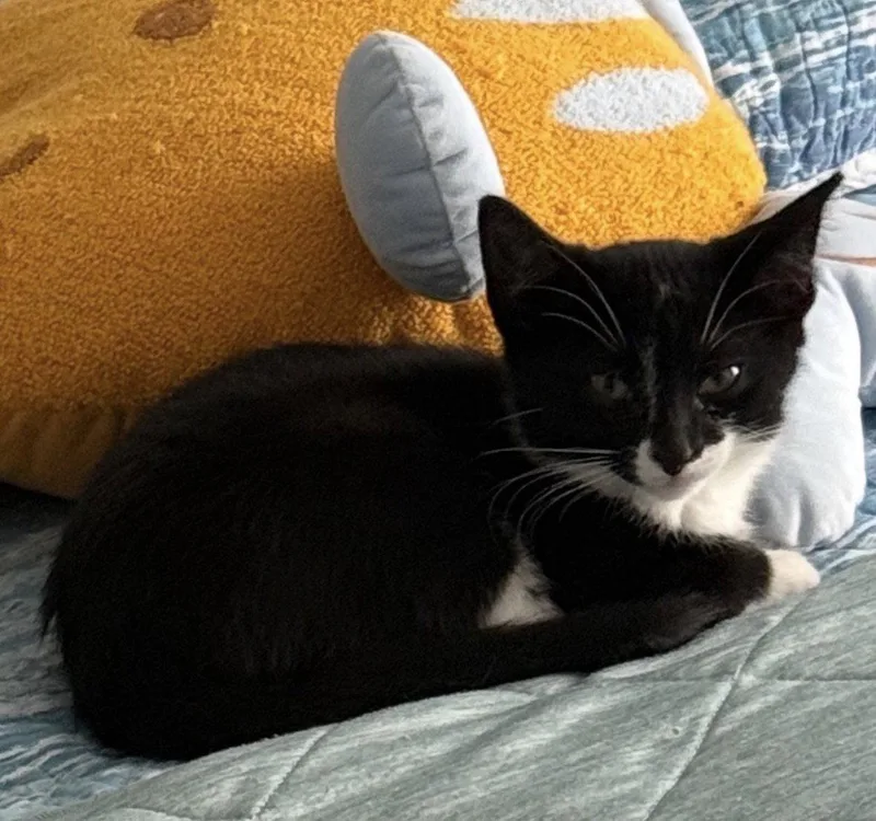 A baby medium-sized female Tuxedo cat named Rosie for adoption in Cuyahoga Falls, OH