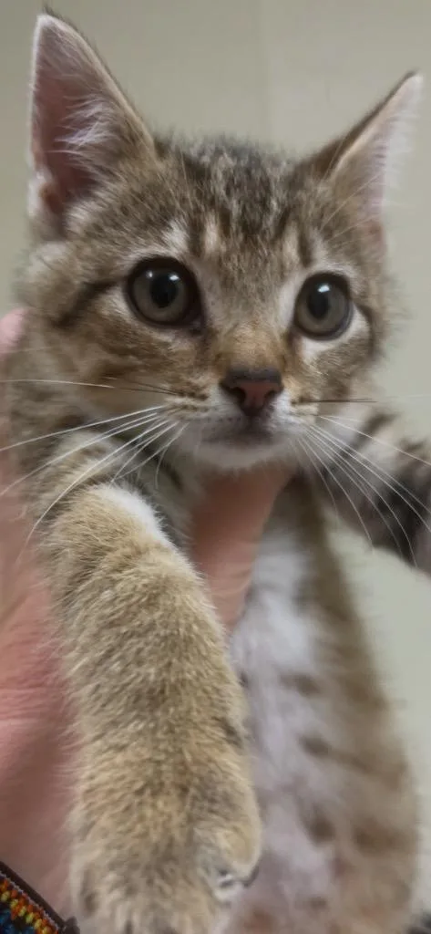 A baby medium-sized female Domestic Short Hair cat named Foxy for adoption in Christiansburg, VA