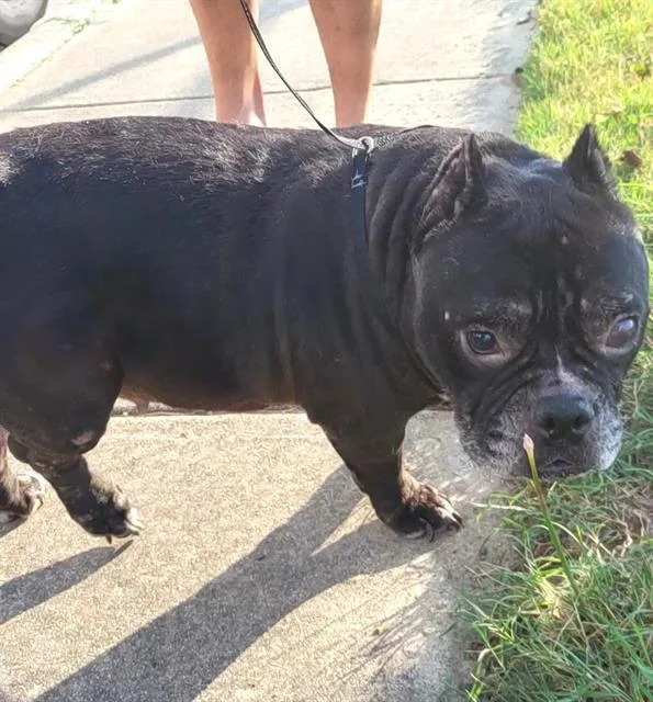 An adult large-sized female American Bulldog dog named Agatha for adoption in San Antonio, TX