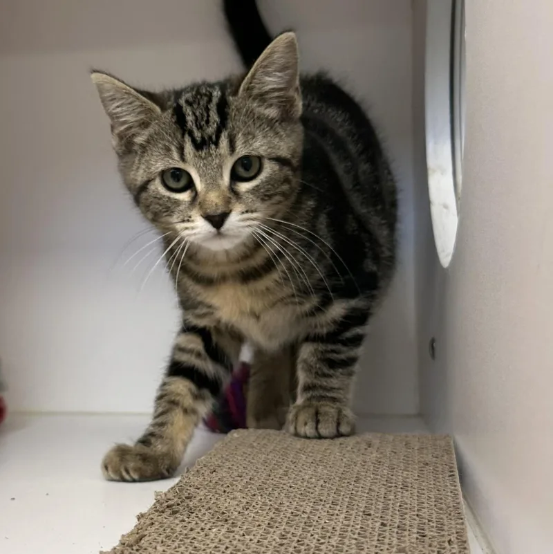 A baby medium-sized female Tabby (Brown / Chocolate) Domestic Short Hair cat named Aster for adoption in Manassas, VA