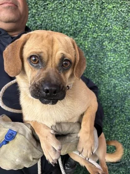 An adult small-sized male Brown / Chocolate Pug dog named 61030073 for adoption in El Paso, TX
