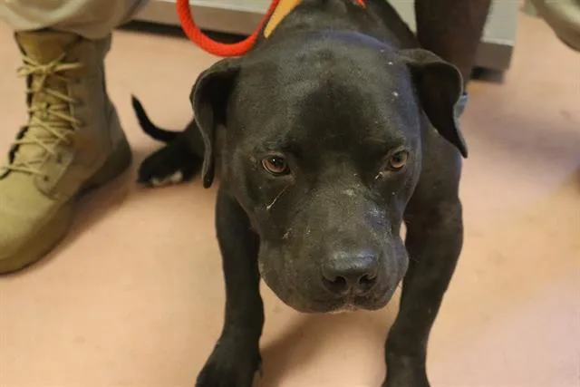 An adult large-sized male Mixed Breed dog named Touchdown for adoption in Columbia, SC