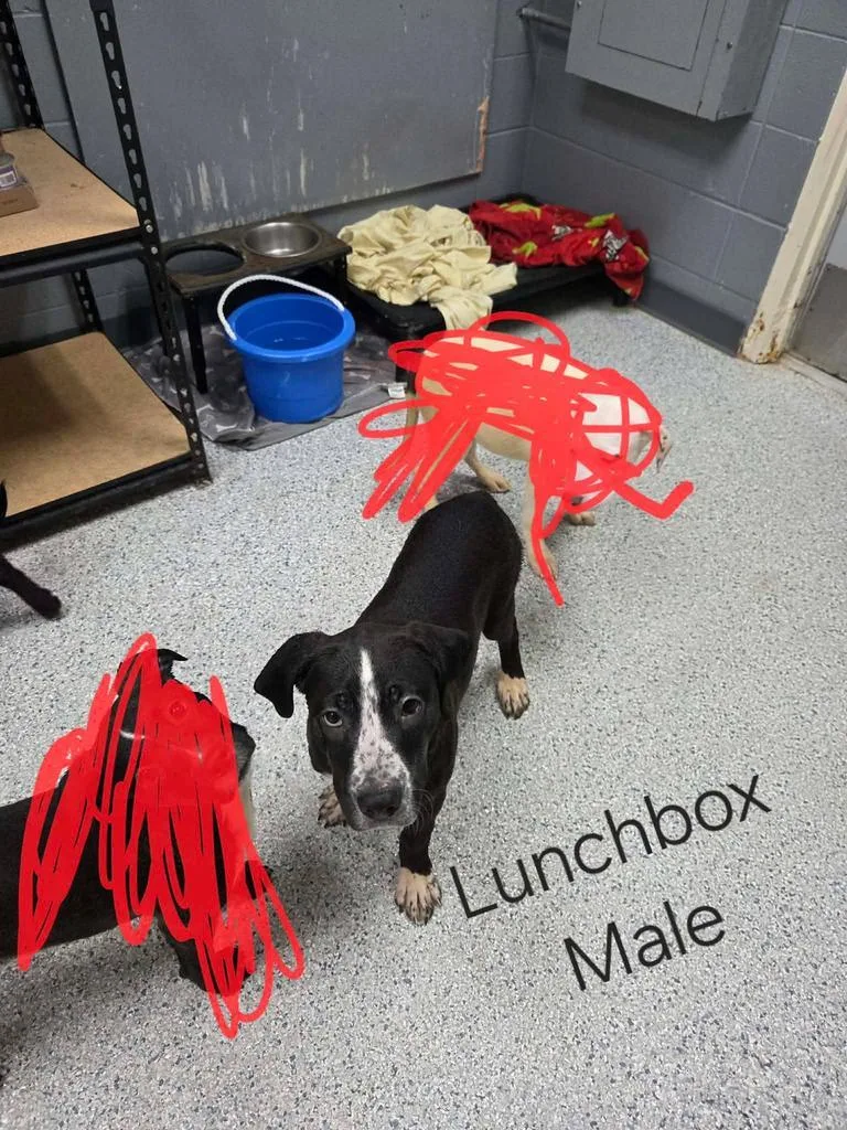 A baby medium-sized male German Shorthaired Pointer dog named Lunchbox for adoption in Livingston, LA