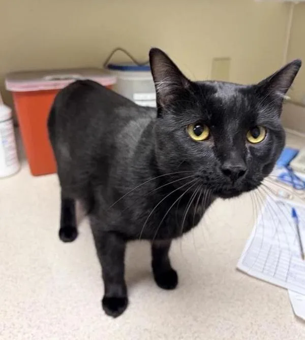 A young medium-sized male Domestic Short Hair cat named Bucky for adoption in Great Falls, MT