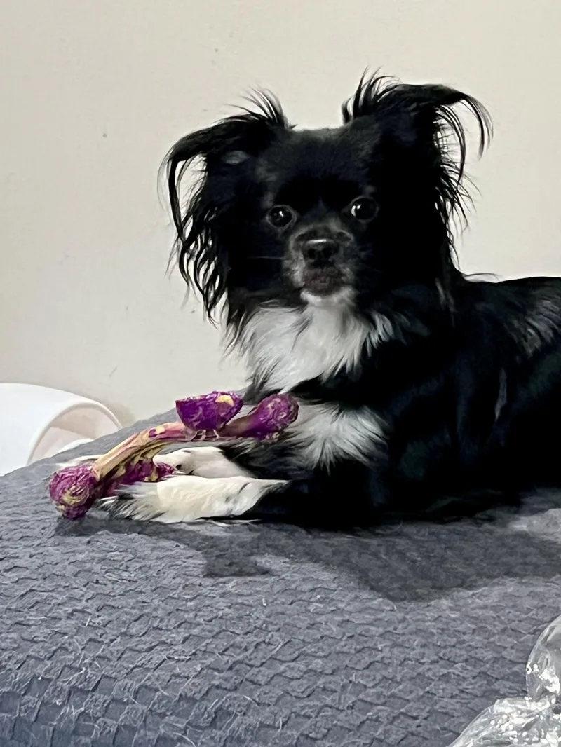 A young small-sized female Black Papillon dog named Gigi for adoption in Grosse Pointe Park, MI