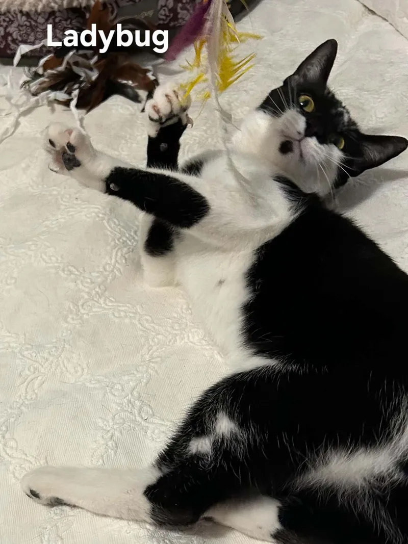 A young medium-sized female Black & White / Tuxedo Domestic Short Hair cat named Ladybug for adoption in Chicopee, MA