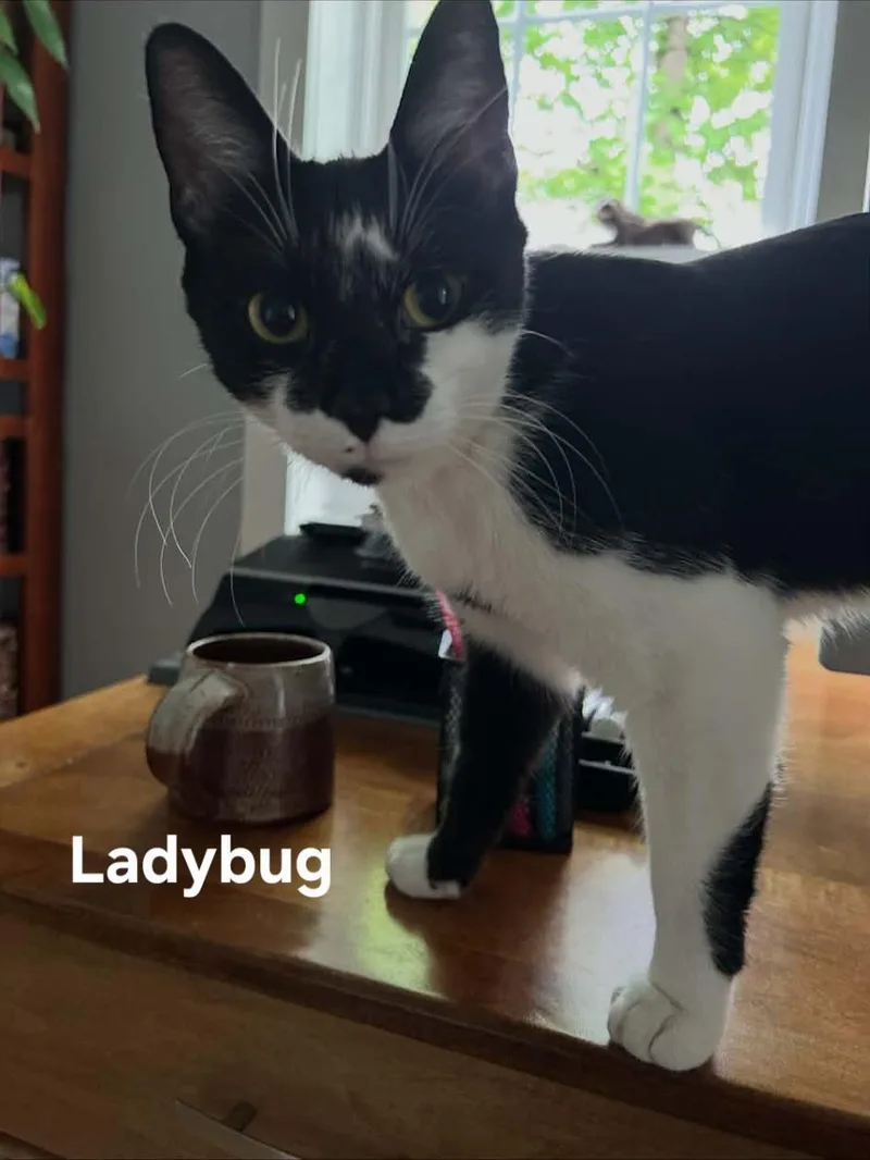 Ladybug thumbnail 2