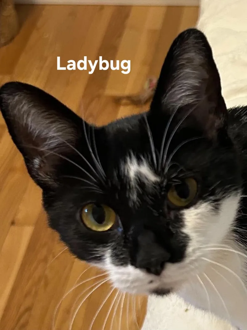 Ladybug thumbnail 3