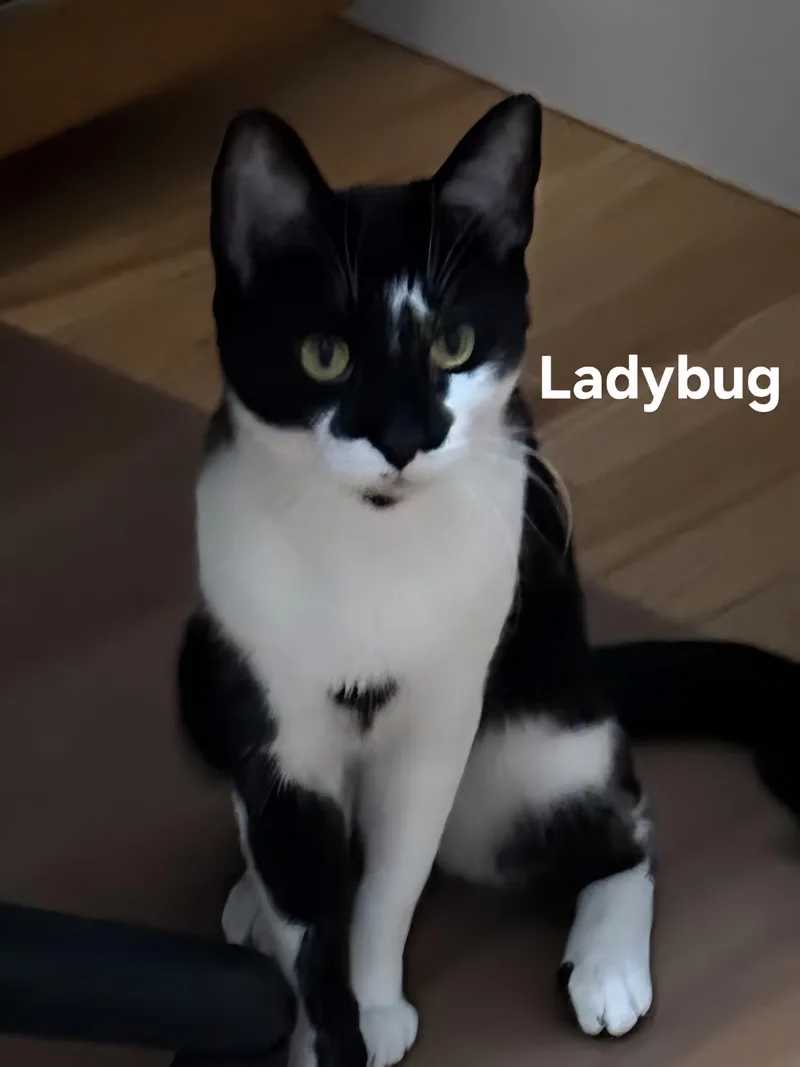 Ladybug thumbnail 4