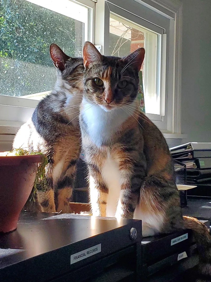 An adult medium-sized female Domestic Short Hair cat named Zarina Bonded with for adoption in Camden, TN