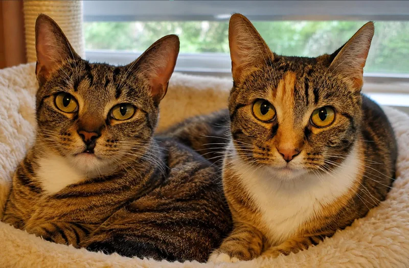 Zarina  Bonded with thumbnail 2