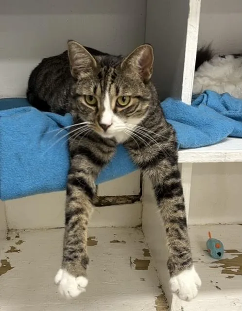 An adult medium-sized male Domestic Short Hair cat named Billy for adoption in Huntington, NY