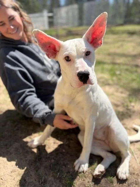 An adult medium-sized female White / Cream Australian Cattle Dog / Blue Heeler dog named Levanna for adoption in Prudenville, MI