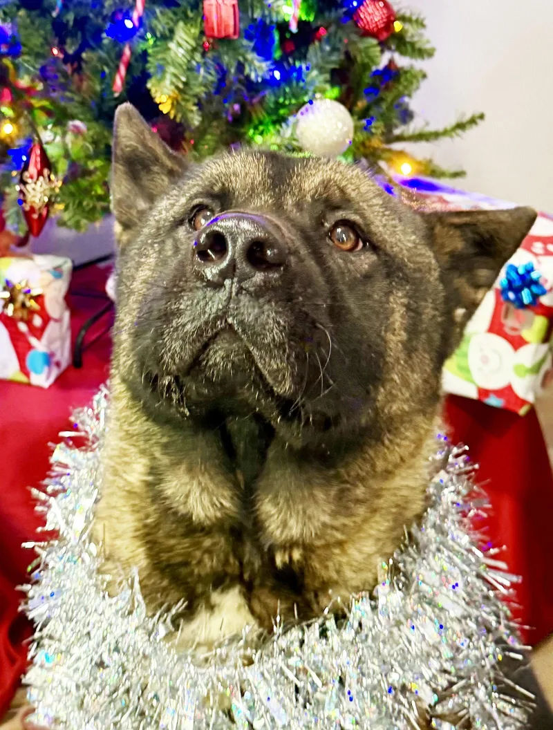 An adult large-sized male Akita dog named Ozzie for adoption in Romoland, CA