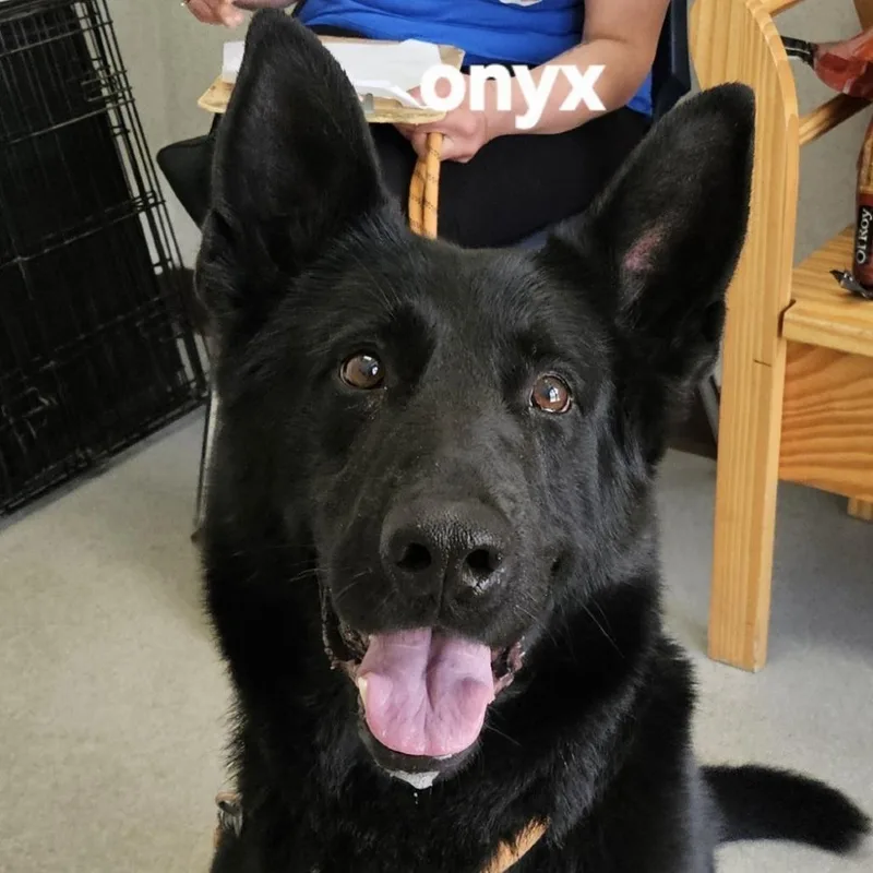 An adult large-sized male Black German Shepherd Dog dog named Onyx for adoption in Ballston Spa, NY