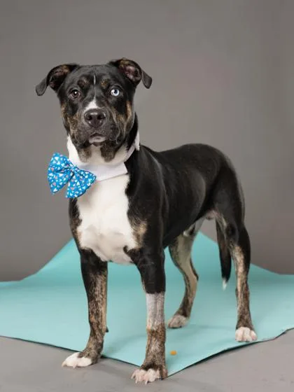 A young medium-sized male Mixed Breed dog named Apollo for adoption in Atlanta, GA