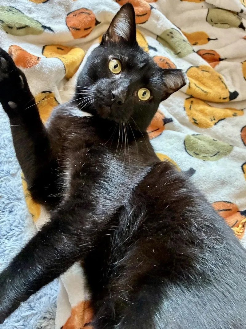An adult medium-sized male Black Domestic Short Hair cat named Razr for adoption in Brooklyn, NY