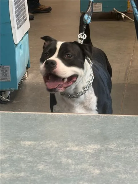 A young medium-sized male Pit Bull Terrier dog named Bandit for adoption in Chatsworth, CA