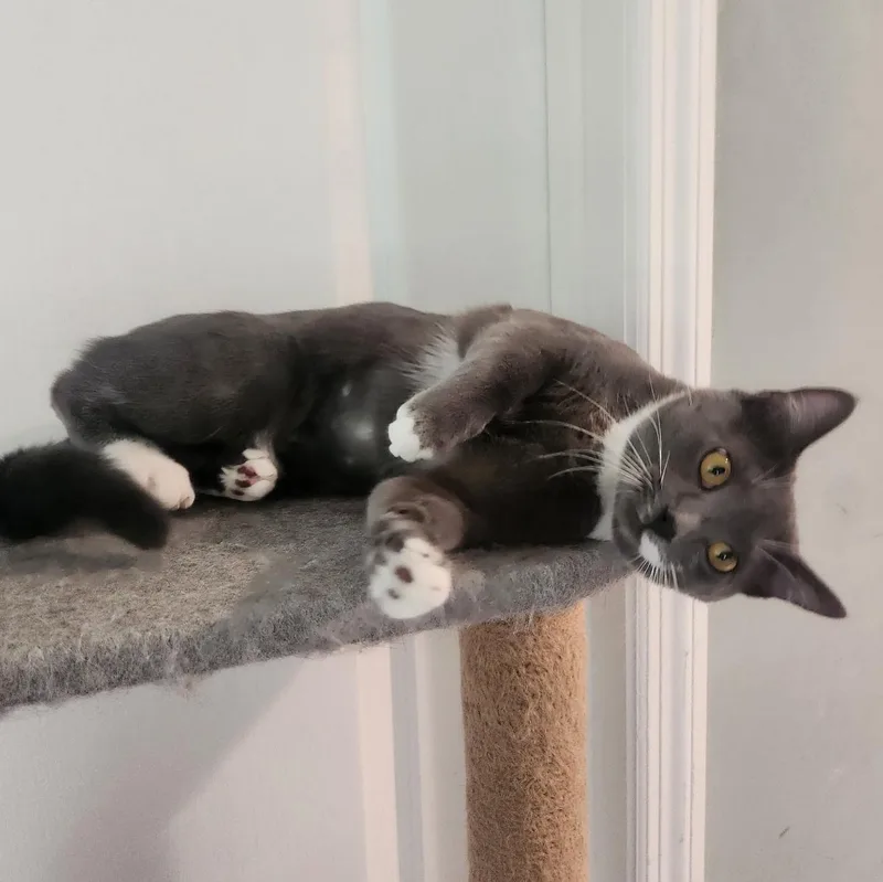 A baby small-sized female Gray & White Domestic Short Hair cat named Leia for adoption in Statesboro, GA