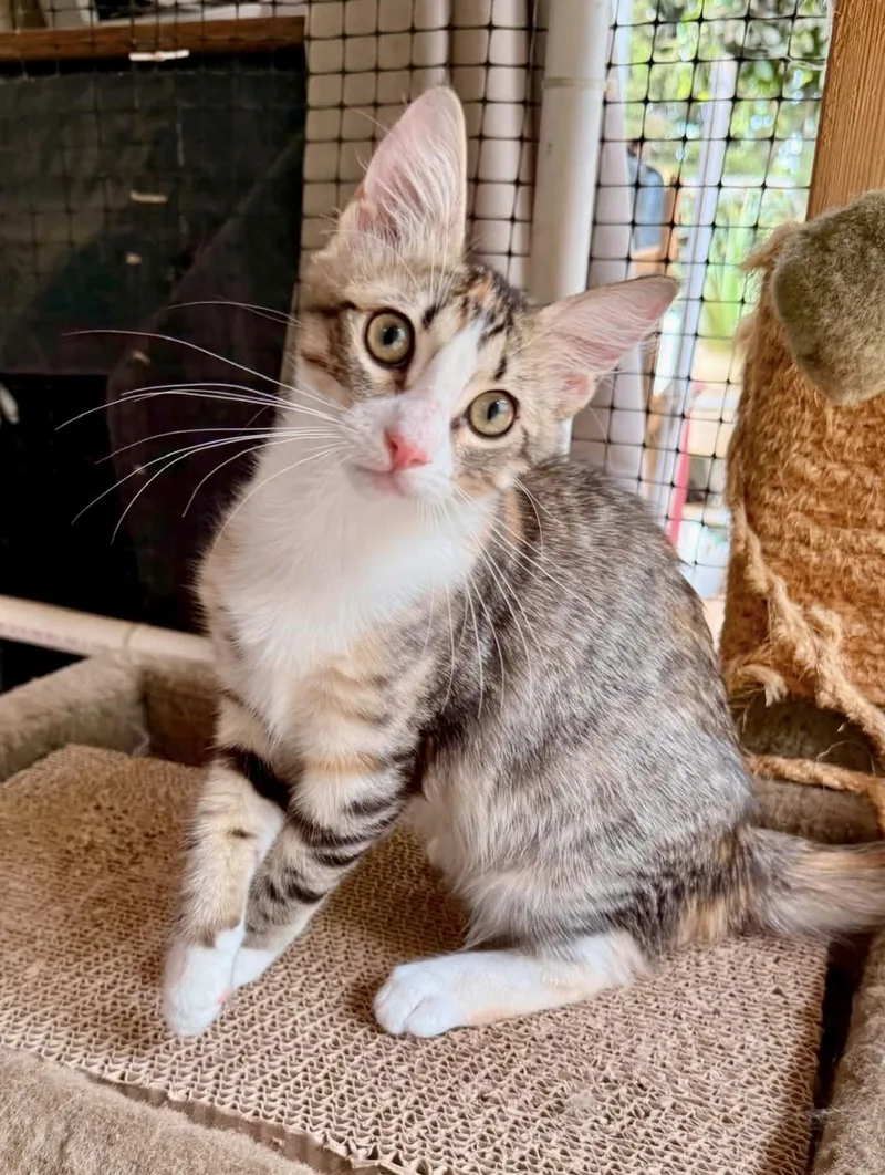 A baby small-sized female Torbie Domestic Short Hair cat named Bayberry for adoption in San Juan Capistrano, CA