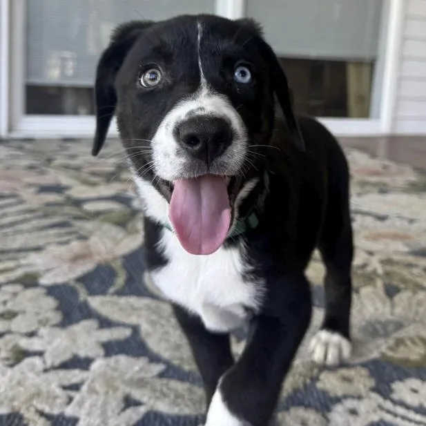 A baby medium-sized female Mixed Breed dog named Dottie Lu for adoption in Toledo, OH