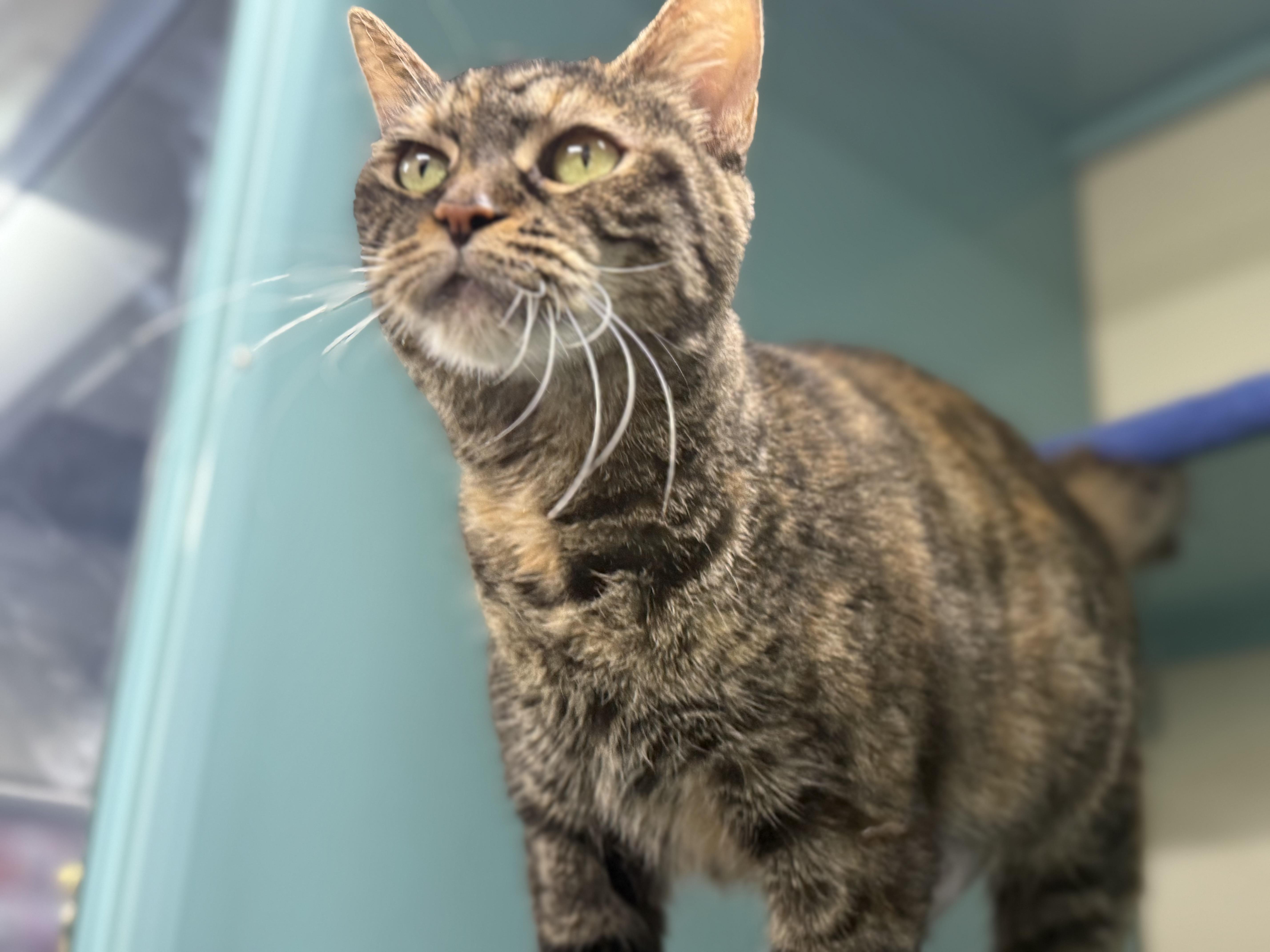 An adult medium-sized female Tabby (Brown / Chocolate) Domestic Short Hair cat named Candy Corn for adoption in Lauderhill, FL