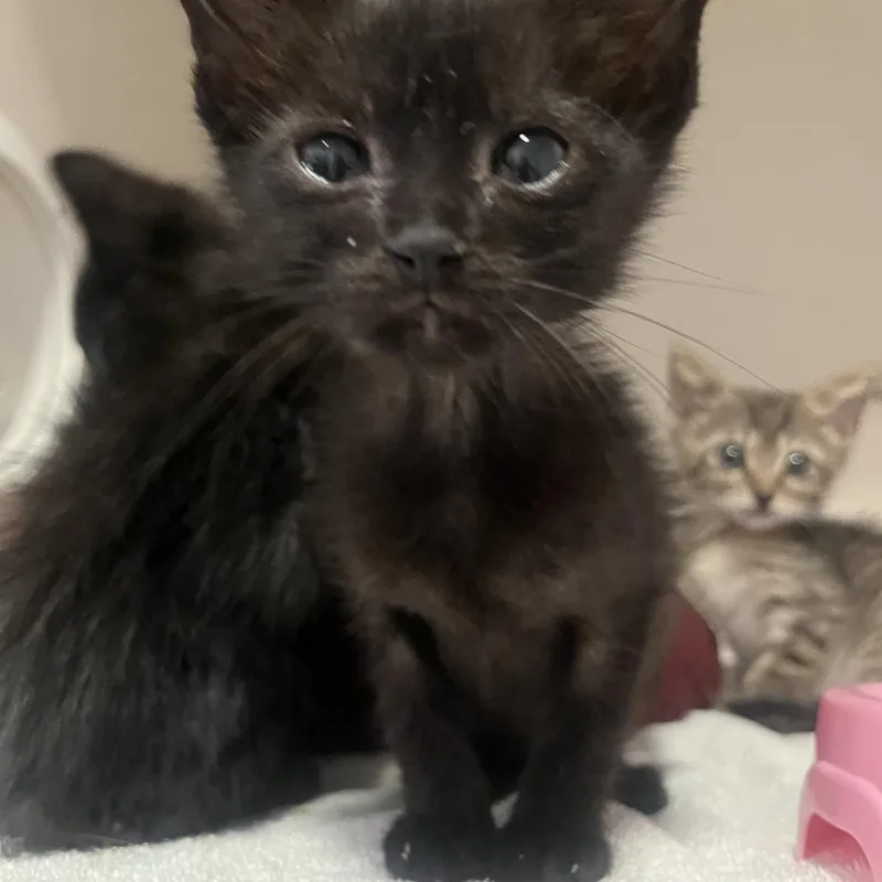 A baby small-sized female Black Domestic Short Hair cat named Anise for adoption in San Antonio, TX