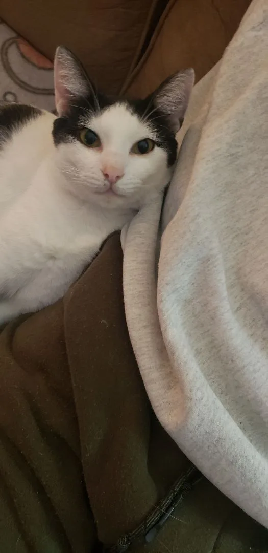 Albert