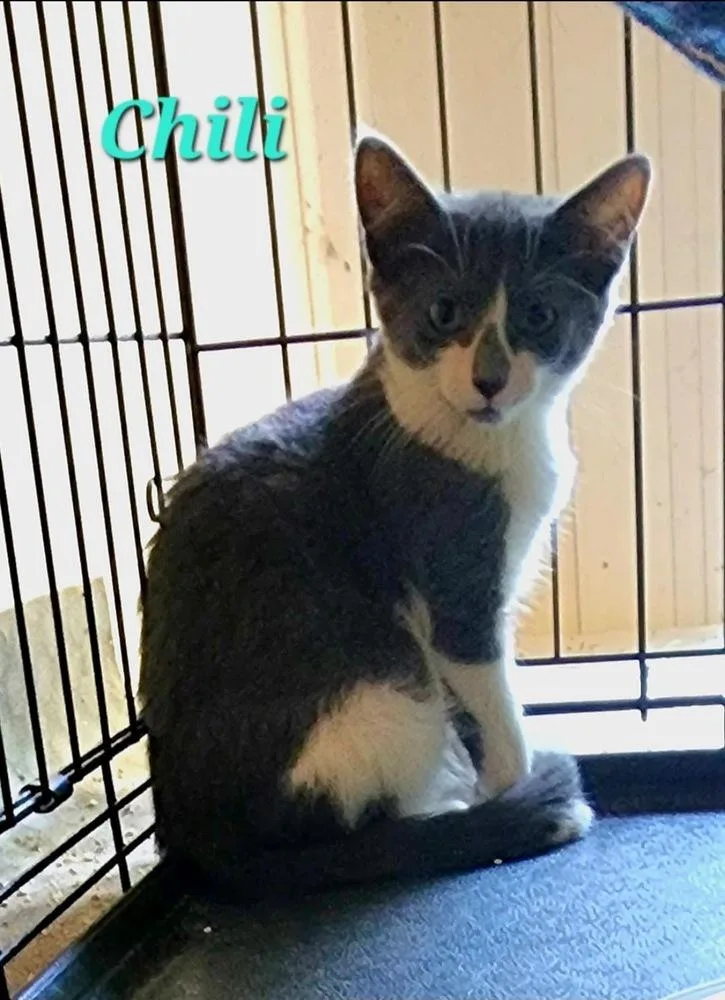 A baby small-sized female Gray & White Domestic Short Hair cat named Chili for adoption in Bowie, MD