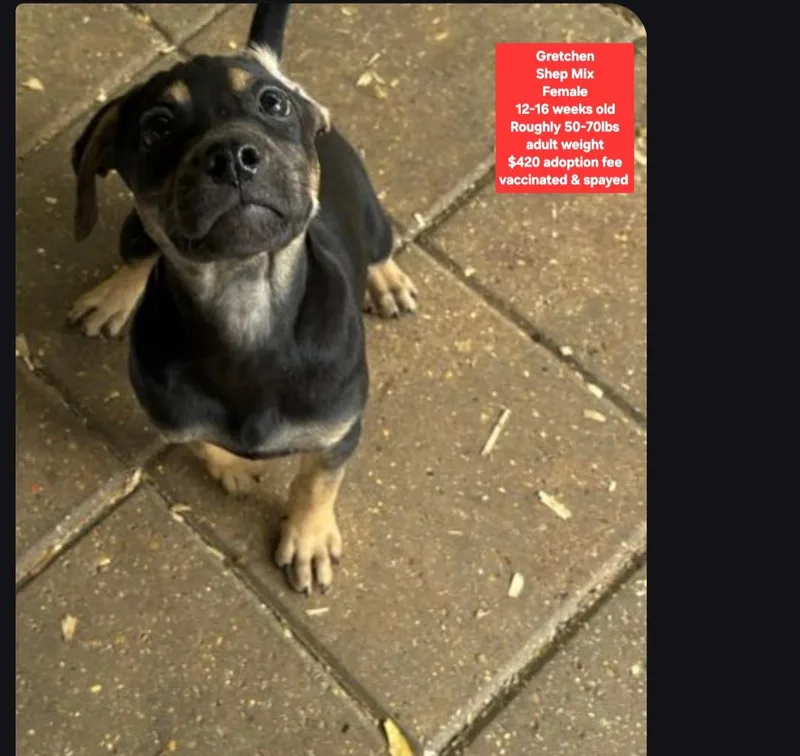 A baby large-sized female Shepherd dog named Gretchen for adoption in Oviedo, FL