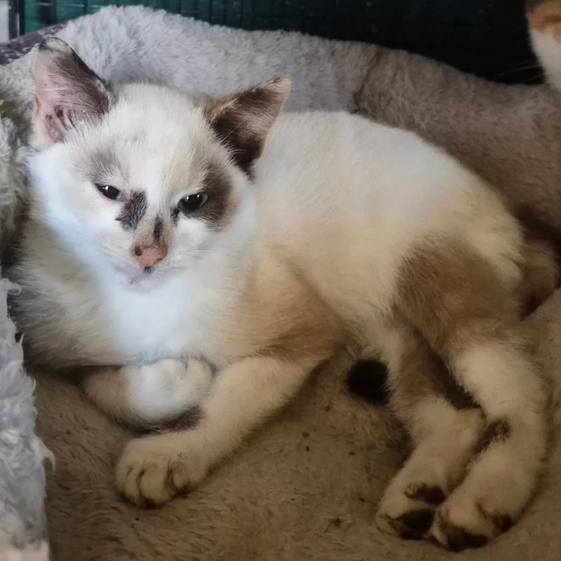 A baby small-sized female Seal Point Domestic Short Hair cat named Diana Myers for adoption in Woodstock, VA