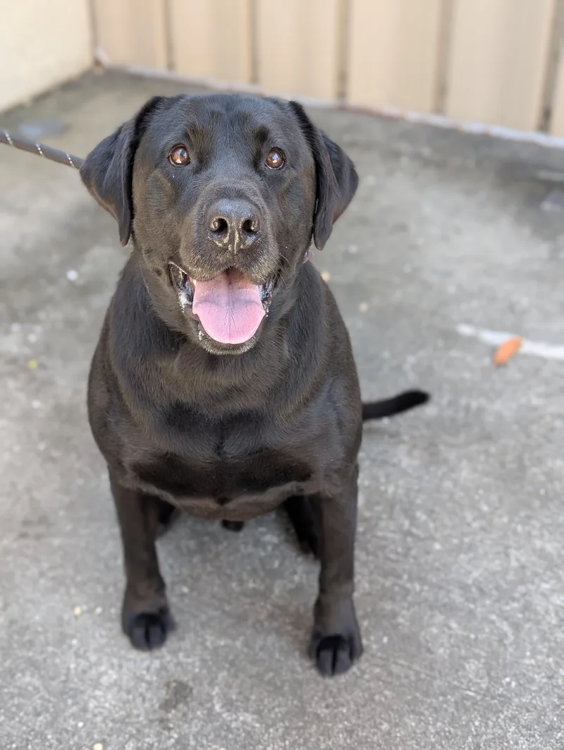 An adult extra large-sized male Black Black Labrador Retriever dog named Tucker for adoption in St. Augustine, FL