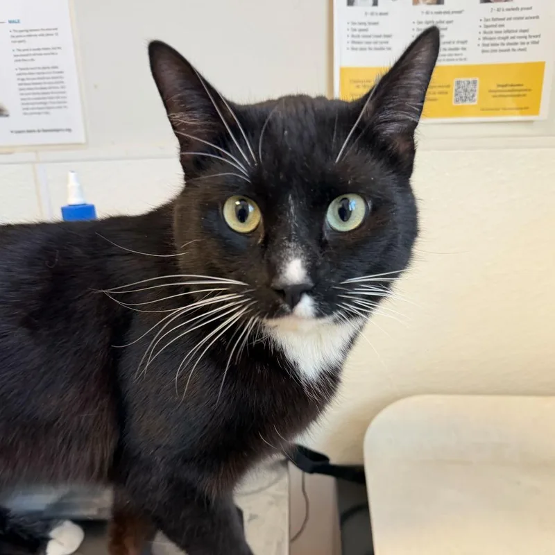 An adult large-sized male Black Domestic Short Hair cat named Natlan for adoption in Rifle, CO