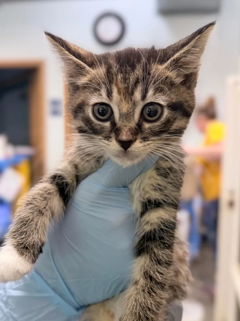A baby medium-sized female Domestic Short Hair cat named Monarch for adoption in Menomonie, WI