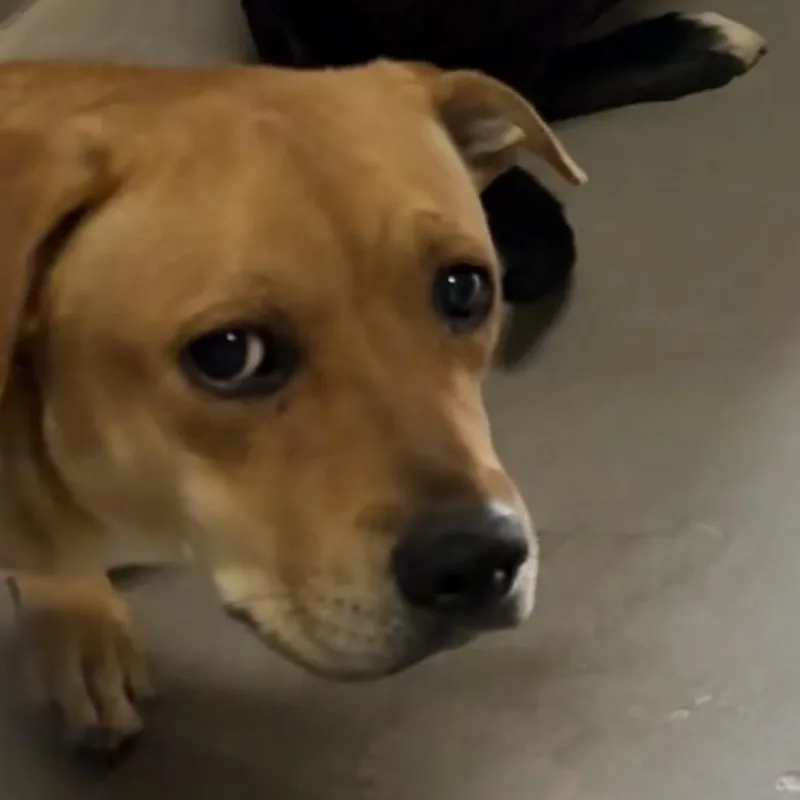 A baby large-sized female Yellow / Tan / Blond / Fawn Yellow Labrador Retriever dog named Citrine for adoption in Yuma, AZ