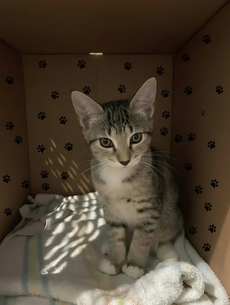 A baby medium-sized female Gray & White Domestic Short Hair cat named Dinky for adoption in St. Cloud, FL