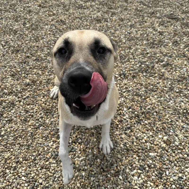 An adult large-sized male Yellow / Tan / Blond / Fawn Great Pyrenees dog named Romeo for adoption in Clinton, IL