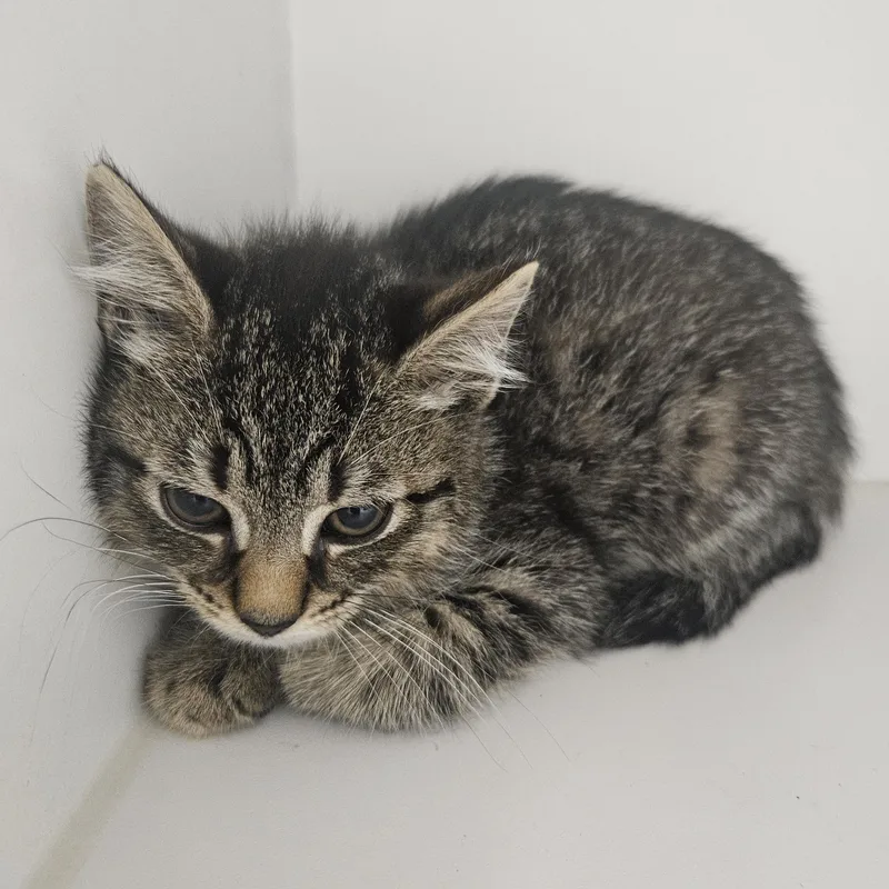 A baby medium-sized male Domestic Short Hair cat named Tobey for adoption in Fall River, MA