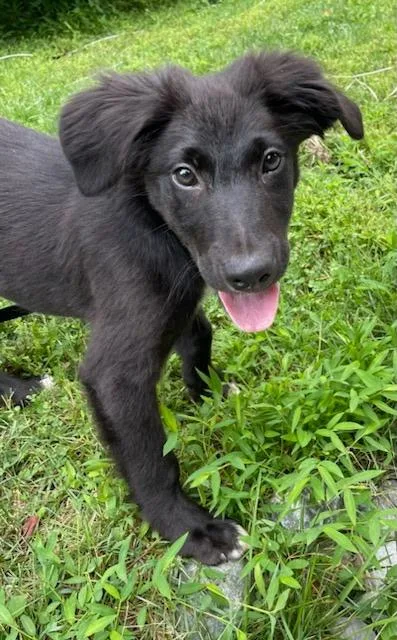 A baby medium-sized male Patterdale Terrier / Fell Terrier dog named Jack for adoption in Riverdale, NJ