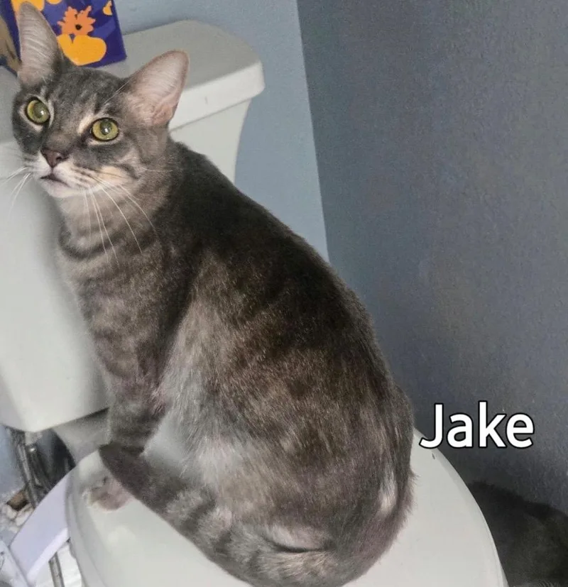 An adult medium-sized male Domestic Short Hair cat named Jake for adoption in Spring, TX