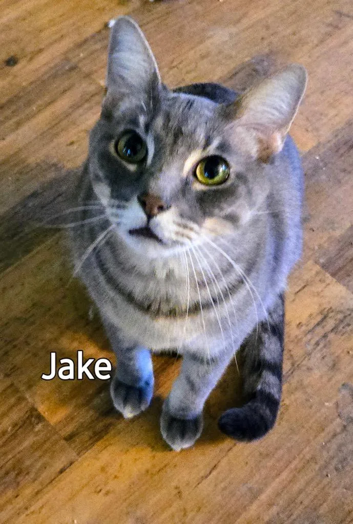 Jake thumbnail 2