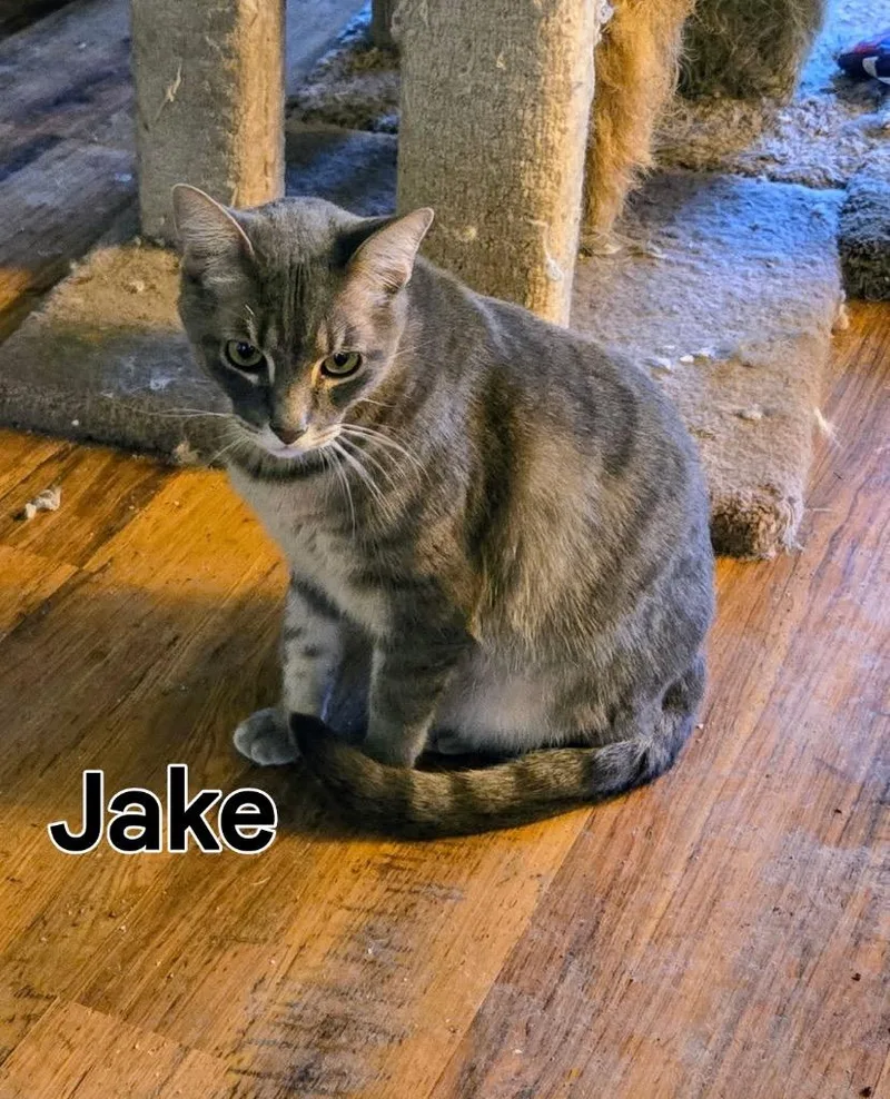 Jake thumbnail 4