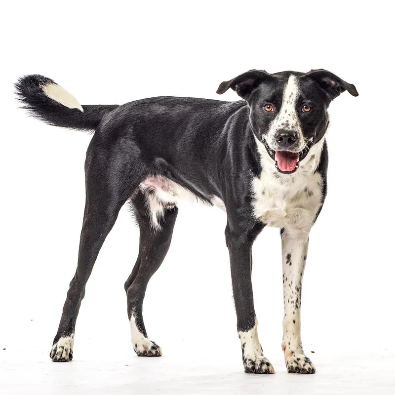 An adult large-sized male Black Border Collie dog named Gordon for adoption in Reno, NV