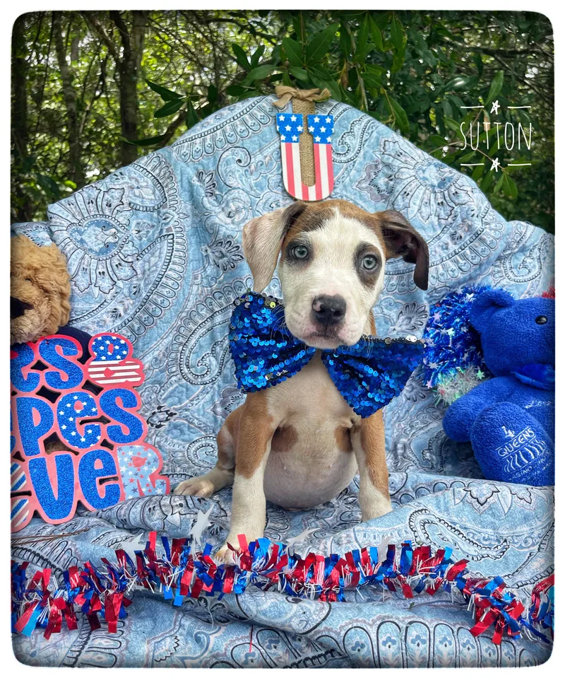 A baby medium-sized male American Bulldog dog named Sutton for adoption in Sebring, FL