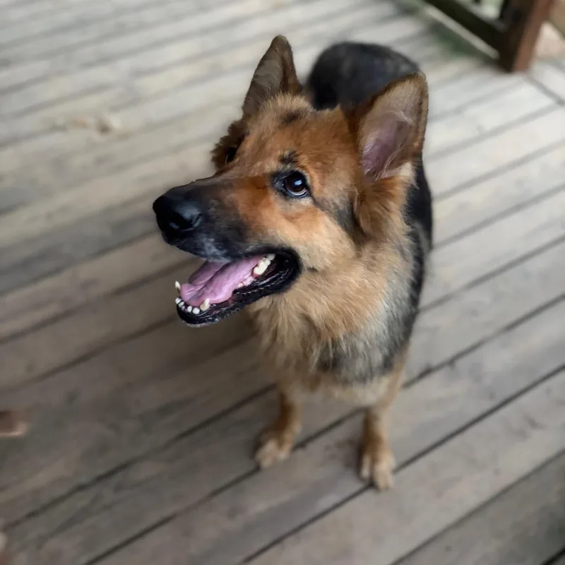 An adult large-sized female Black Shepherd dog named Noelle for adoption in Parrish, AL