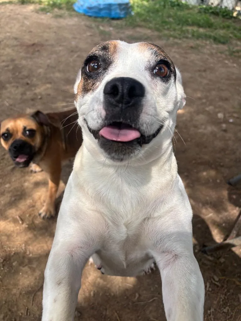 A young medium-sized female English Bulldog dog named Diamond for adoption in Bloomington, IN