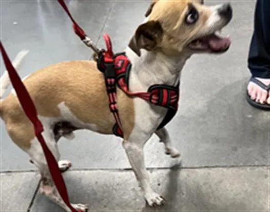 A senior small-sized male Chihuahua dog named Pili for adoption in Chatsworth, CA
