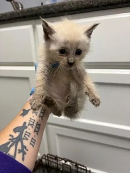 A baby small-sized female Siamese cat named Piglet for adoption in Morristown, TN